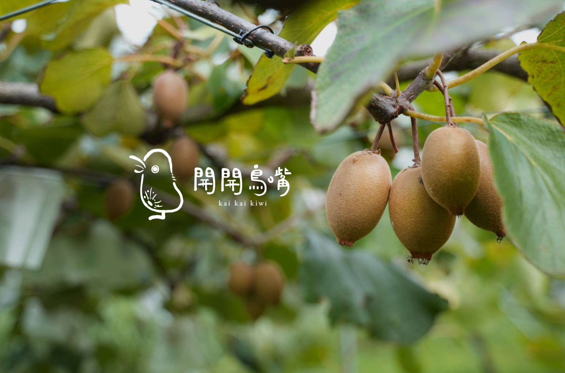 台灣奇異果產地風景照