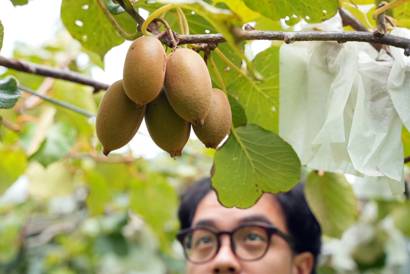 奇異果結果在枝頭上